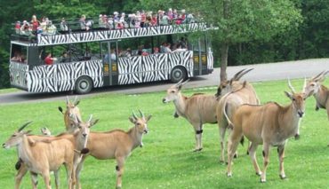 g60-ZOO-Dvur-Kralove-33553